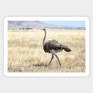 Female Ostrich,  Serengeti, Tanzania Sticker